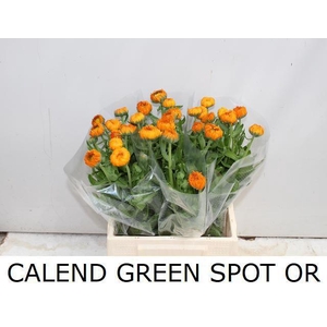 CALEND GREEN SPOT OR