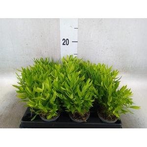 Pogonatherum  'Monica'