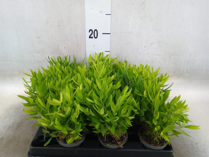 <h4>Pogonatherum  'Monica'</h4>