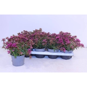 !! PROMO !! SEDUM PINK SEDUCTION P12