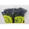 Eryngium Magical Blue Lagoon