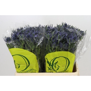 Eryngium Magical Blue Lagoon