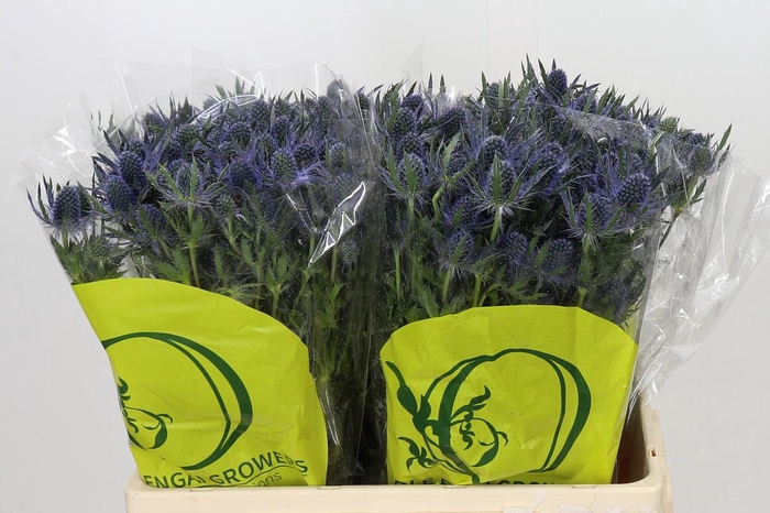 <h4>Eryngium Magical Blue Lagoon</h4>