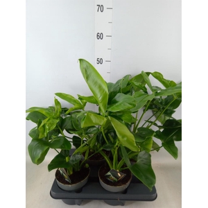 Philodendron  'Fun Bun'