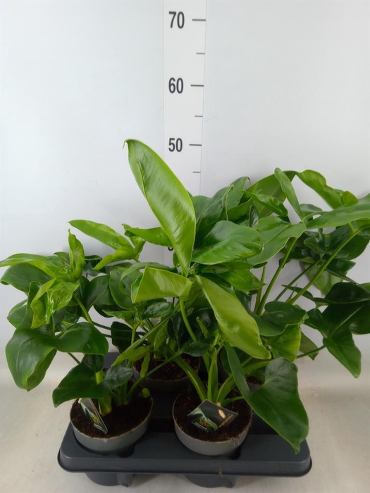 <h4>Philodendron  'Fun Bun'</h4>