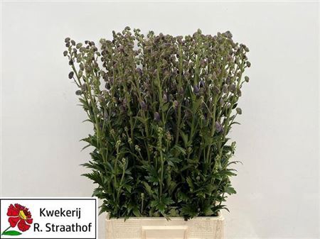 <h4>Aconitum Car Arendsii</h4>