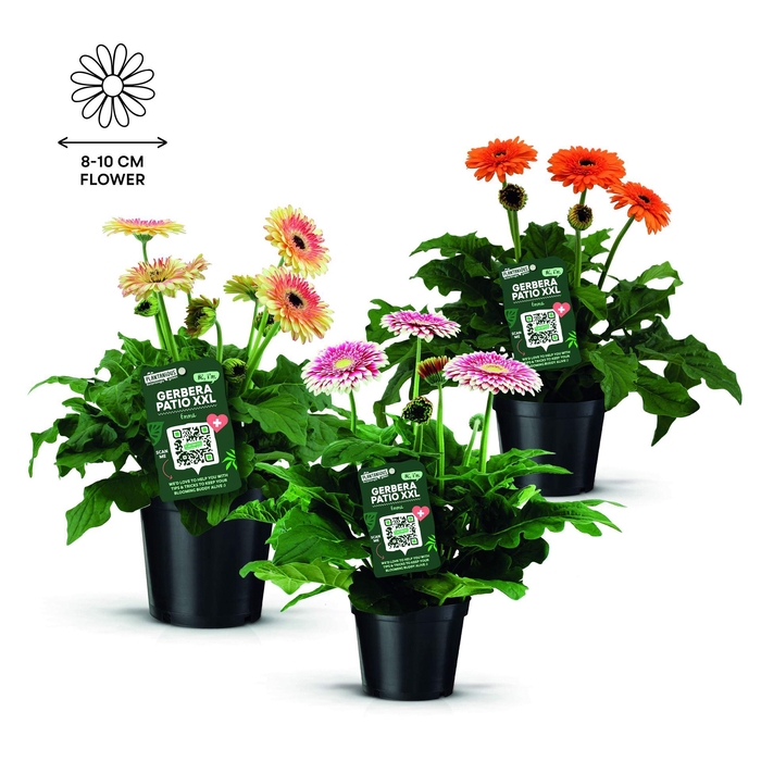 <h4>Gerbera  'Landscape'   ...mix</h4>