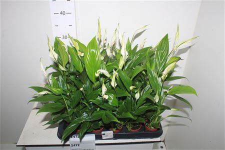 <h4>Spath Alana 3+</h4>