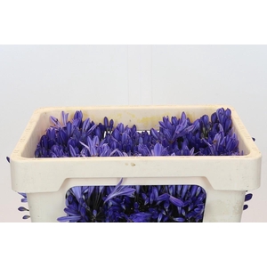 Agapanthus EYFORI Blue