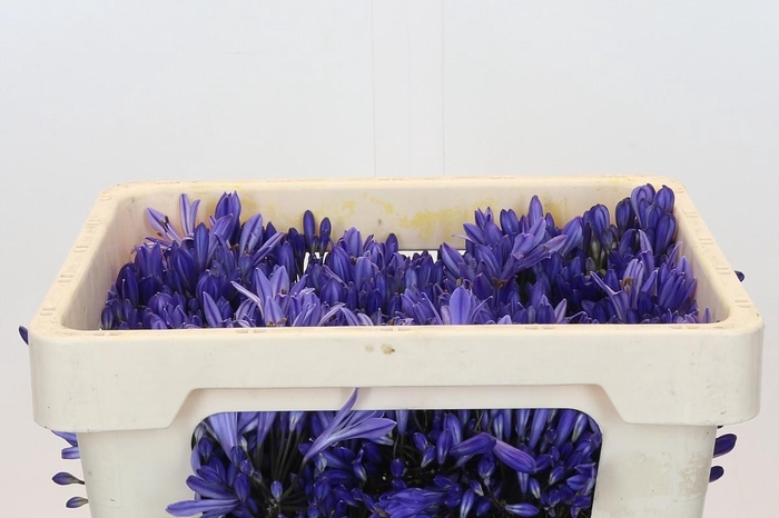 <h4>Agapanthus EYFORI Blue</h4>