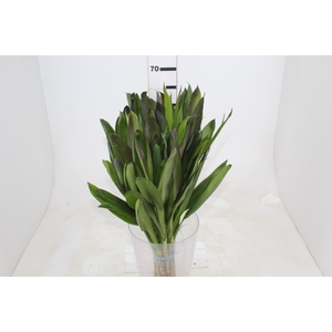 FOLHAGEM DRACENA POA