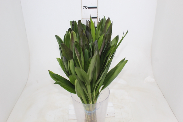 FOLHAGEM DRACENA POA