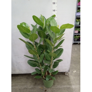 Ficus benghalensis 'Audrey'