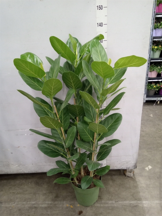 <h4>Ficus benghalensis 'Audrey'</h4>