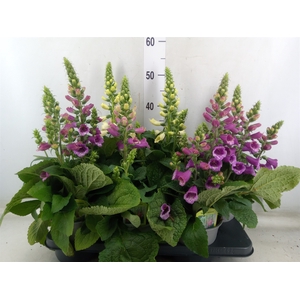 Digitalis purp.