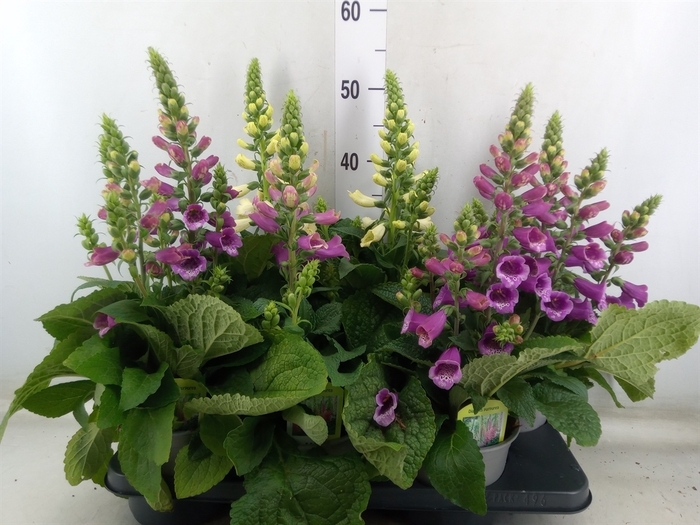 <h4>Digitalis purp.</h4>