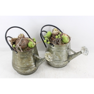 arr4 Amaryllis MB - Zink gieter grieen