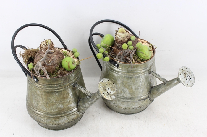 <h4>arr4 Amaryllis MB - Zink gieter grieen</h4>