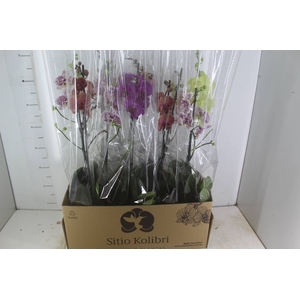 PHALAENOPSIS MIX P12