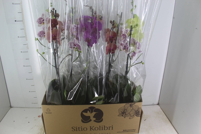 <h4>PHALAENOPSIS MIX P12</h4>