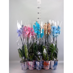 Phalaenopsis   ...
