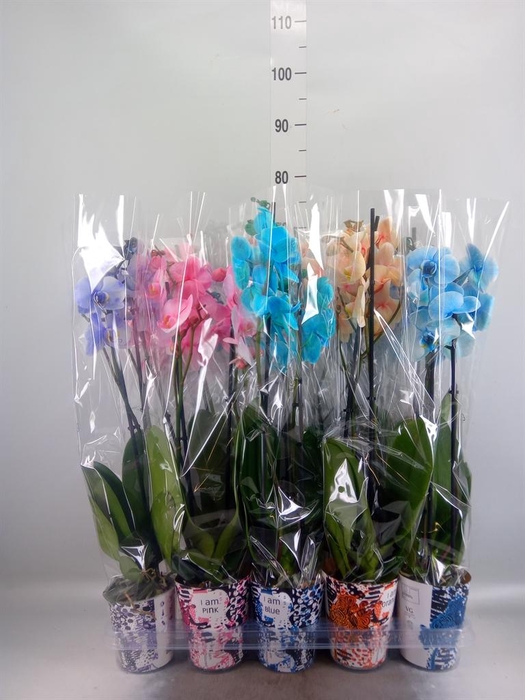 <h4>Phalaenopsis   ...</h4>