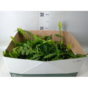 Epiphyllum anguliger