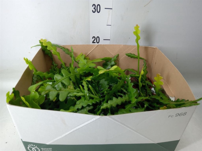 <h4>Epiphyllum anguliger</h4>