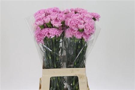 <h4>Di St Deep Faith</h4>