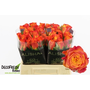 Rosa large new horizon