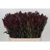 Leucadendron Saf Sunset Dark R.