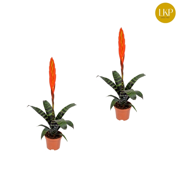 <h4>Vriesea Era Rood (Met Hoes)</h4>