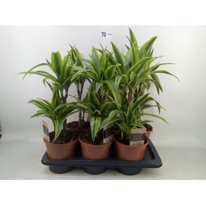 Dracaena fr de 'LemonLime'