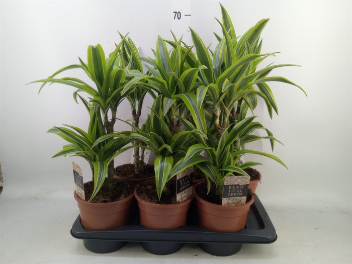 <h4>Dracaena fr de 'LemonLime'</h4>