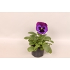 Viola wittrockiana sixpack F1 Neon Violet