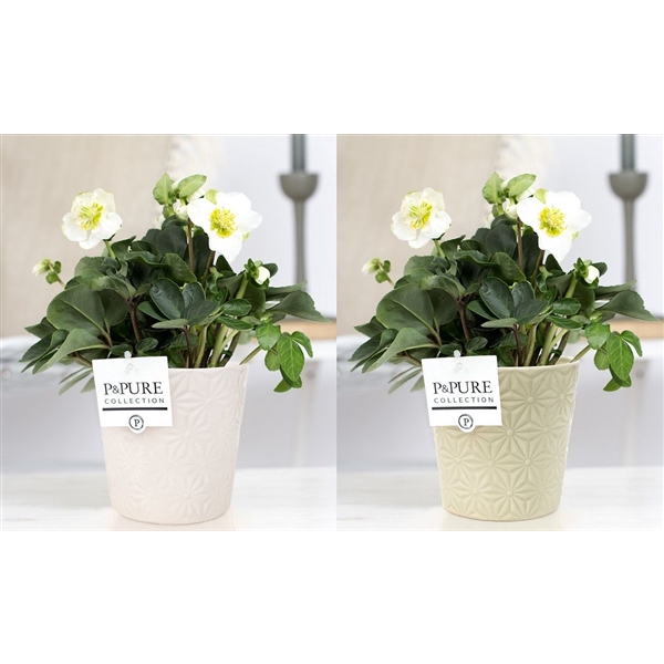 <h4>1st classHelleborus "Xmas C." in P&PURE Juliette ceramics ass. 2</h4>