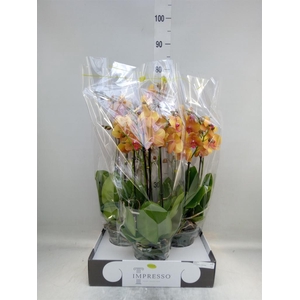 Phalaenopsis ...orange
