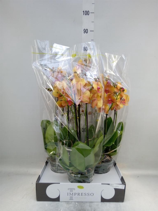 <h4>Phalaenopsis ...orange</h4>