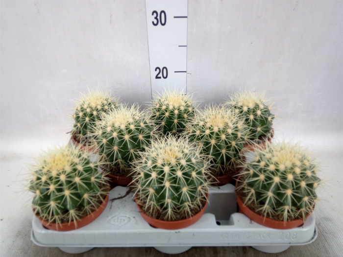 Echinocactus grusonii