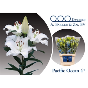 Pacific Ocean 4 95