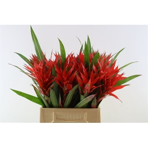 Bromelia Grand Prix