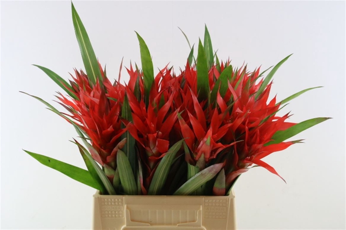 <h4>Bromelia Grand Prix</h4>