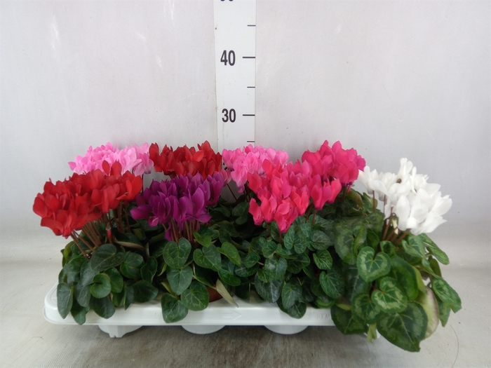 <h4>Cyclamen KL 'Compact'</h4>