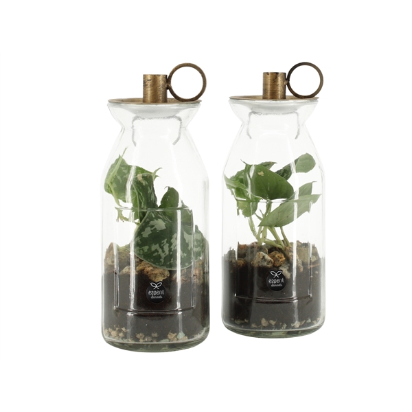 <h4>90560: Terrarium arrangement</h4>