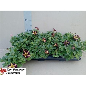 PET AMORE Q OF HEART