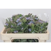 Oxypetalum Tweedia Blue
