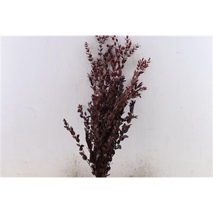 Pres Euca Parvifoglia Red 150gr P Bunch