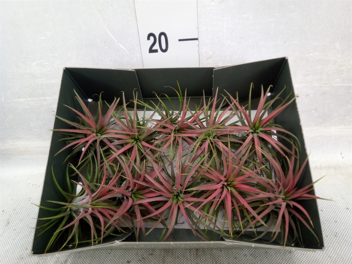 <h4>Tillandsia</h4>