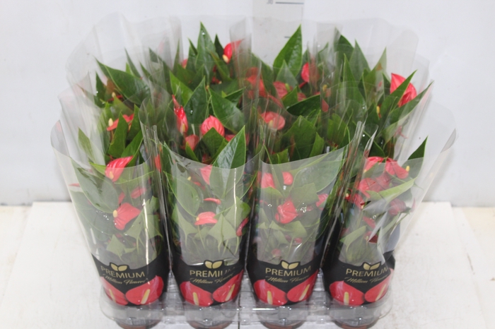 <h4>ANTHURIUM MINI MILLION FLOWERS P09</h4>
