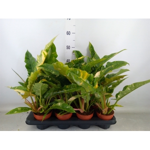 Philodendron  'Ring of Fire'